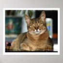 Recherche de yeux lion posters Chat