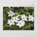 Search for cornus Flora