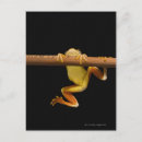 Recherche de grenouille costa rica cartes postales Animal