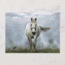 Recherche de équin cartes postales Animal de ferme