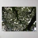 Recherche de singe posters Nature