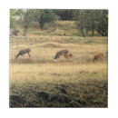 Search for mule tiles Deer