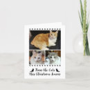 Search for funny cat christmas cards Script