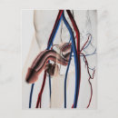 Recherche de cava posters Système circulatoire