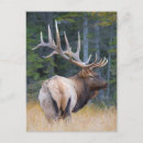 Recherche de taureaux cartes postales Automne