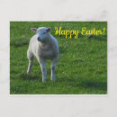Search for easter postcards Sheep