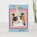 Search for american shorthair cards Funny