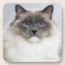 Recherche de chats bar Animal