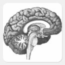Search for brain anatomy stickers Neurology