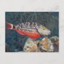 Search for individual postcards Red