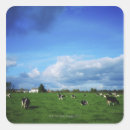 Search for holstein stickers Animal
