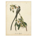 Recherche de oiseaux vintages Botanique
