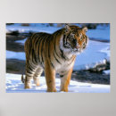 Search for orange and black stripes posters Wildlife