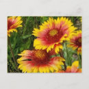 Search for prairie postcards Red