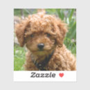 Search for poodle puppy stickers Dogs