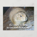 Search for groundhogs postcards Marmot