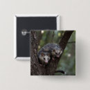 Search for possum buttons Wildlife