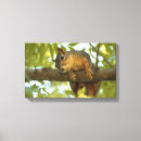 Search for backyard canvas prints Curious