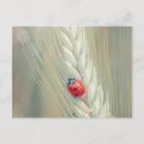 Search for ladybugs postcards Lucky