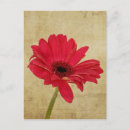 Recherche de gerberas cartes postales Rouge