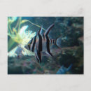 Search for angelfish postcards Aquarium