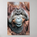 Search for orangutan posters Primates