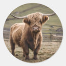 Search for cow horns stickers Highland