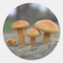 Search for toadstool stickers Fungi