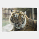 Recherche de chats sauvages cuisine linges Faune
