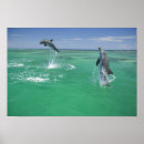 Recherche de dauphins sautants posters Faune