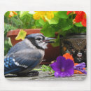 Search for avians electronics Aviary
