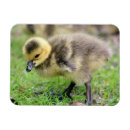 Search for gosling magnets Cute