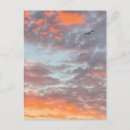 Search for flying birds postcards Hawk