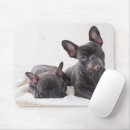 Search for frenchie mousepads Canine