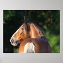 Search for clydesdale horse art Breed