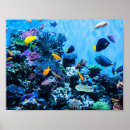 Recherche de aquarium posters Poissons