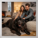 Search for newfoundland dog posters Pet