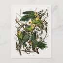 Recherche de perruches cartes postales Vert