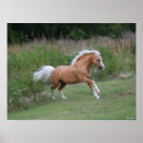 Search for pony posters Stallion