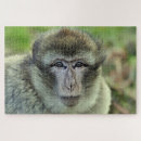 Recherche de primat puzzles Macaque