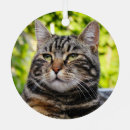 Recherche de chat gris ornements Animal
