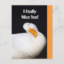 Recherche de canard blanc cartes postales Canards