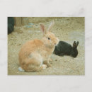 Recherche de longues oreilles cartes postales Lapin