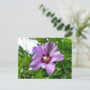 Recherche de hibiscus cartes postales Rose