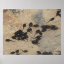 Search for tadpole posters Animal