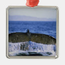 Search for tail ornaments Animal