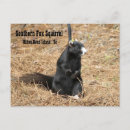 Recherche de squirrel cartes postales Écureuil