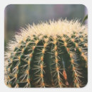 Search for prickly stickers Desert