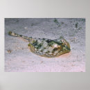 Search for stingray posters Nature