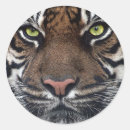 Search for eye of the tiger stickers India